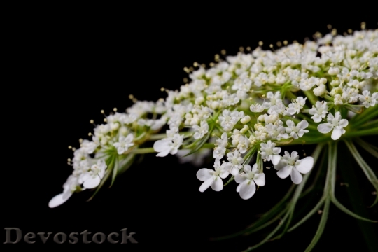 Devostock Flowers Petals Plant 14980 4K