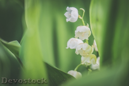 Devostock Flowers Petals White 111825 4K