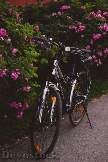 Devostock Flowers Plant Bike 1413 4K