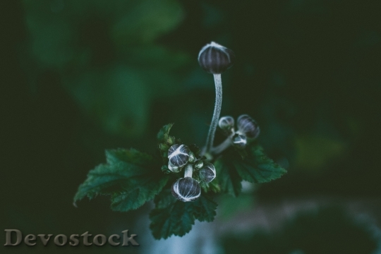 Devostock Flowers Plant Blur 127243 4K