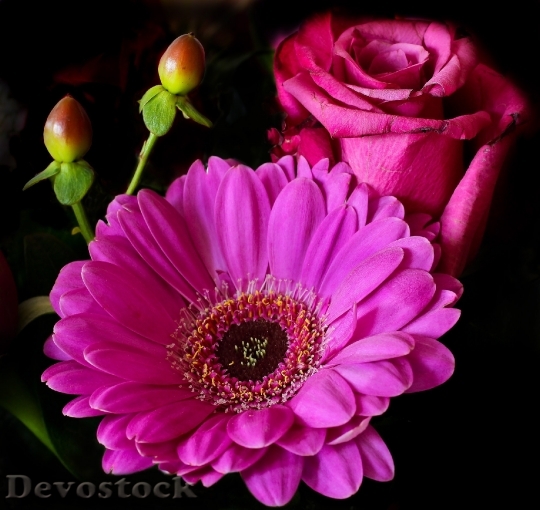 Devostock Flowers Plant Colorful 5538 4K