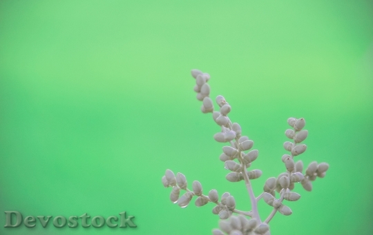Devostock Flowers Plant Leaves 116977 4K