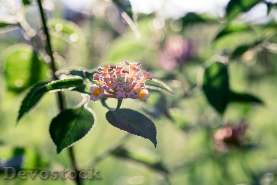 Devostock Flowers Plant Leaves 97909 4K