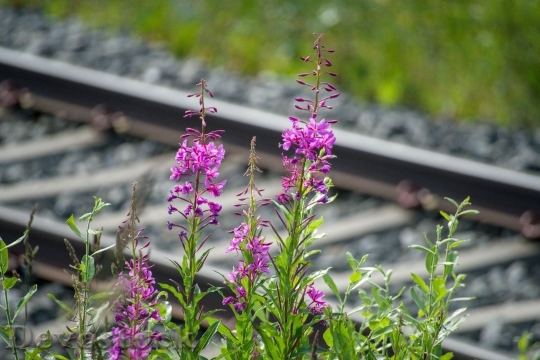 Devostock Flowers Plant Railroad 25882 4K