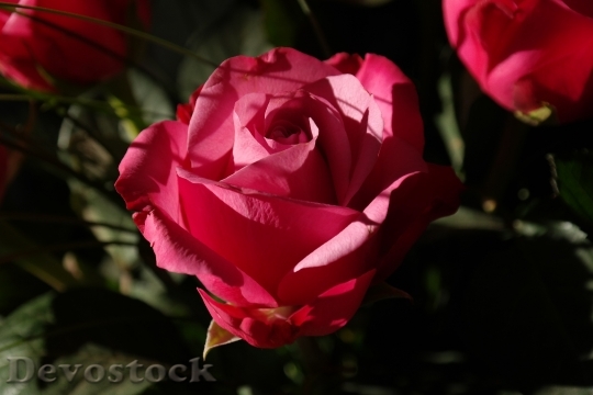 Devostock Flowers Plant Roses 5972 4K