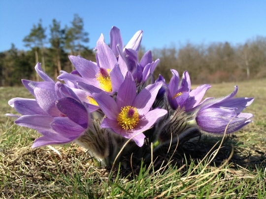 Devostock Flowers Purple Bloom 6935 4K