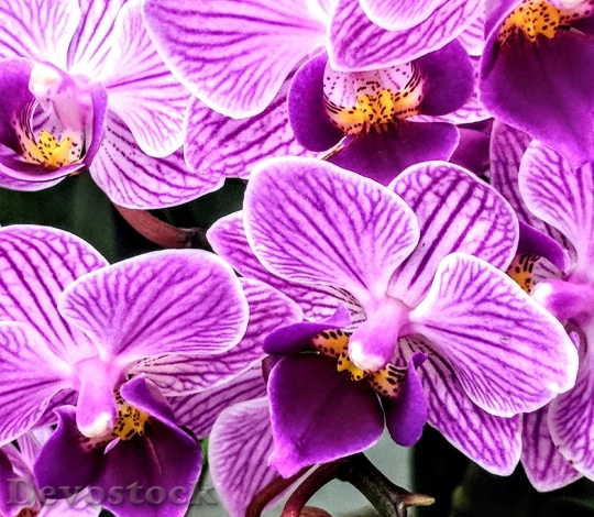 Devostock Flowers Purple Garden 108215 4K