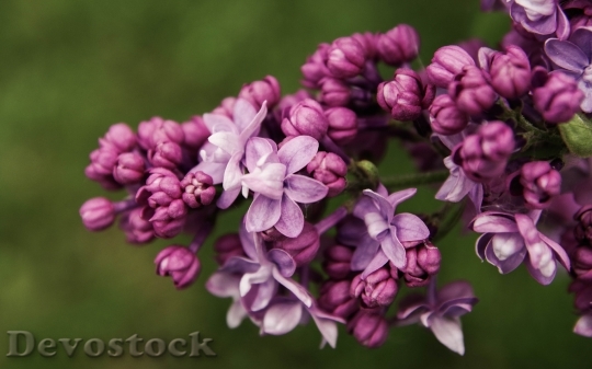 Devostock Flowers Purple Petals 111645 4K