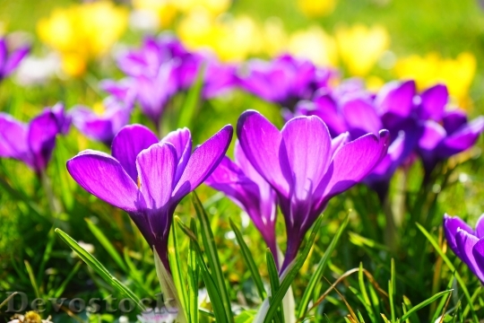 Devostock Flowers Purple Petals 5395 4K