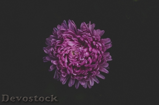 Devostock Flowers Purple Petals 69919 4K