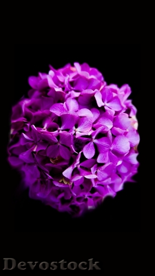 Devostock Flowers Purple Petals 76563 4K