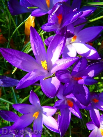 Devostock Flowers Purple Petals 8626 4K