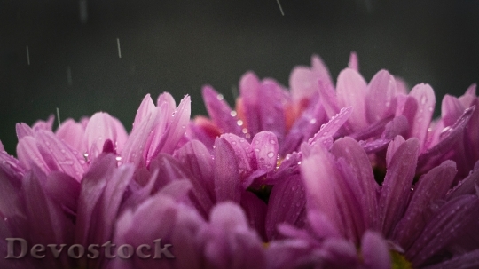 Devostock Flowers Rain Raindrops 9415 4K