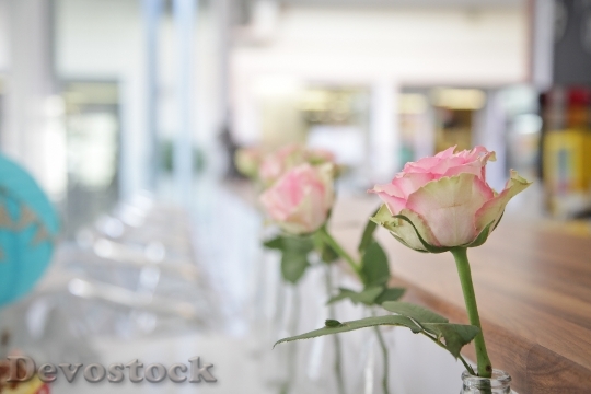 Devostock Flowers Roses Macro 10573 4K