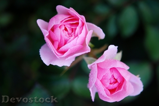 Devostock Flowers Roses Pink 8707 4K