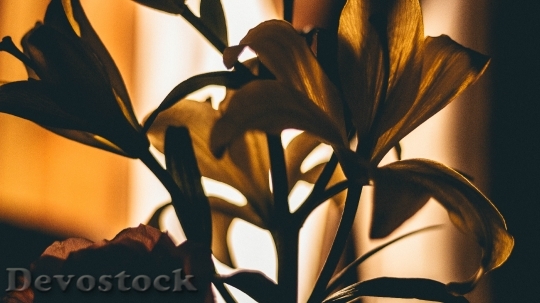 Devostock Flowers Silhouette Petals 133459 4K