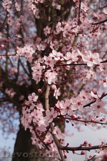Devostock Flowers Spring Tree 5119 4K