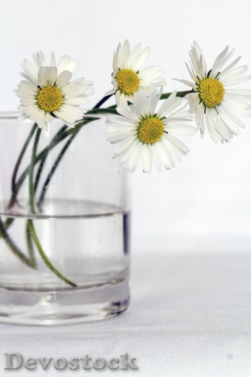 Devostock Flowers Still Life Daisy Flower Vase 3828 4K.jpeg