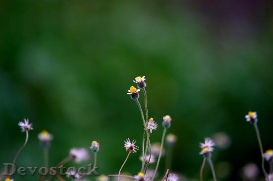 Devostock Flowers Summer Blur 13968 4K
