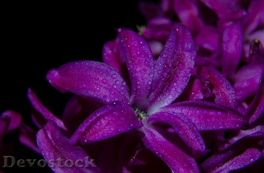 Devostock Flowers Summer Purple 34767 4K