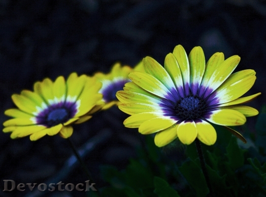 Devostock Flowers Summer Sun 13493 4K
