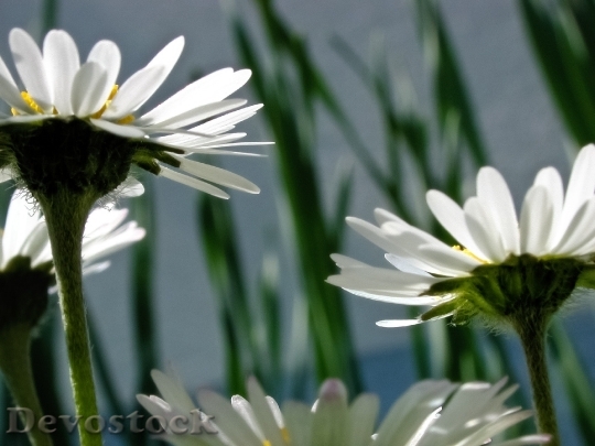 Devostock Flowers White Bloom 8062 4K