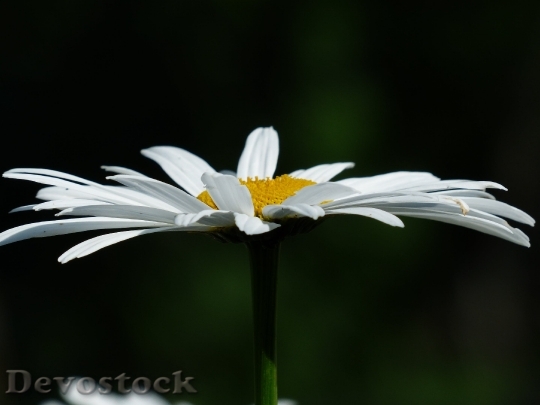 Devostock Flowers White Meadows Margerite Leucanthemum Vulgare 6641 4K.jpeg