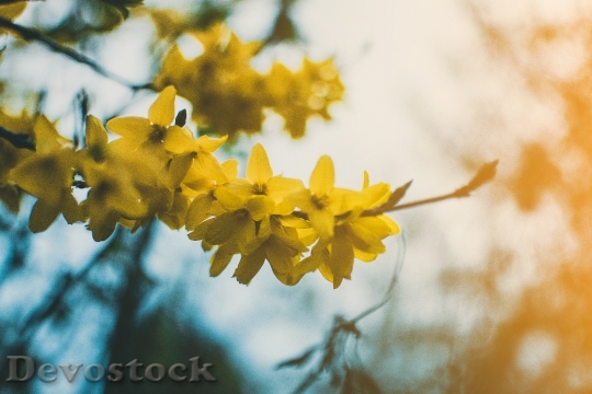 Devostock Flowers Yellow Petals 102032 4K