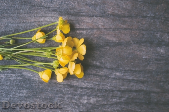 Devostock Flowers Yellow Petals 103902 4K