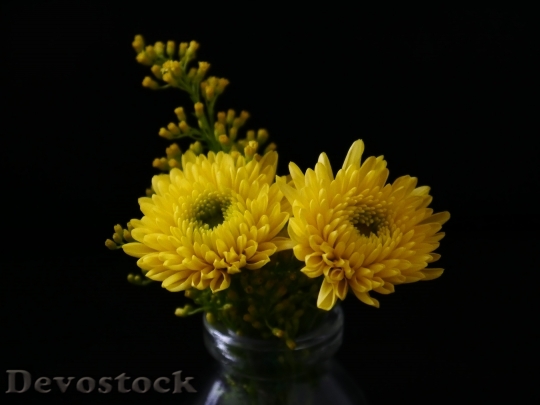Devostock Flowers Yellow Petals 125274 4K
