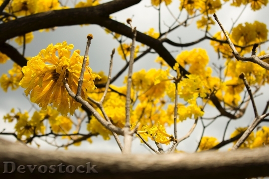 Devostock Flowers Yellow Petals 77620 4K