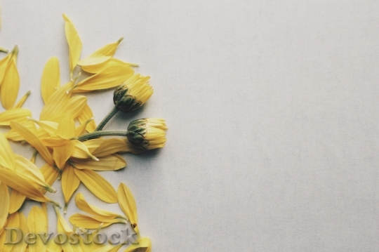 Devostock Flowers Yellow Petals 94553 4K