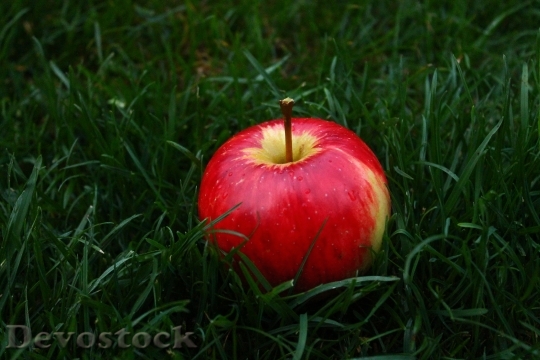 Devostock Food Apple Garden 58467 4K