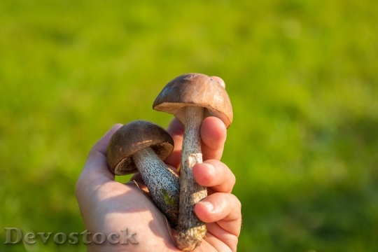 Devostock Food Hand Mushrooms 3985 4K
