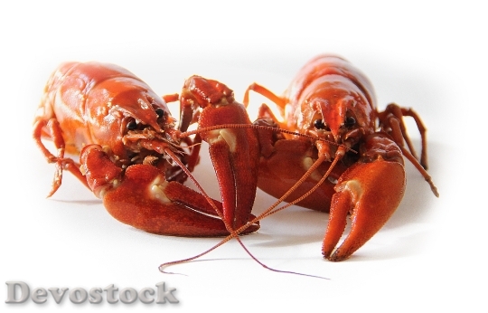 Devostock Food Orange Lobster 5259 4K
