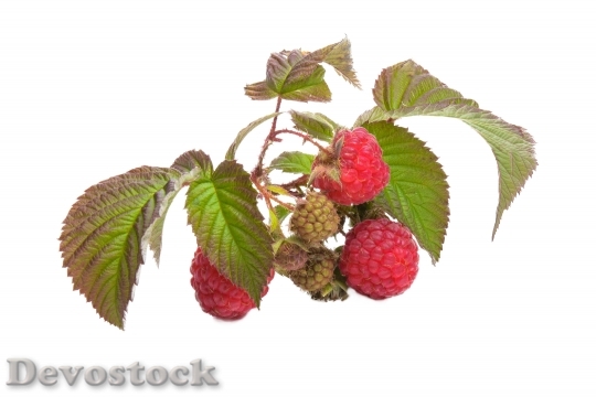 Devostock Food Red Raspberries 4503 4K