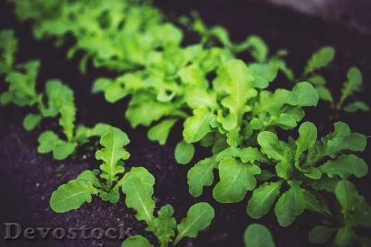 Devostock Food Salad Healthy 509 4K