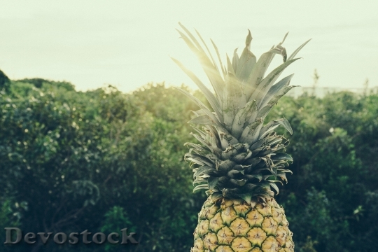 Devostock Food Trees Pineapple 13661 4K