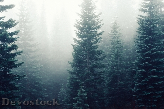 Devostock Forest Deep In Fog HD
