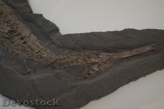 Devostock Fossil Crocodile Skeleton 1577067 HD