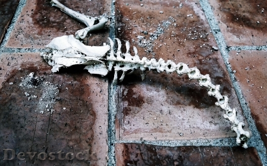 Devostock Fossil Death Animals Science HD