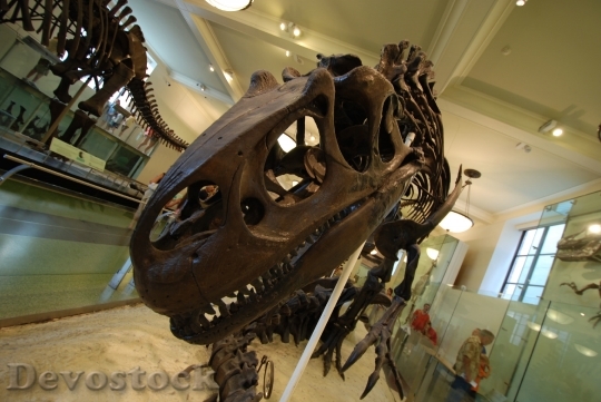 Devostock Fossil Tyrannosaurus Dinosaur 238111 HD