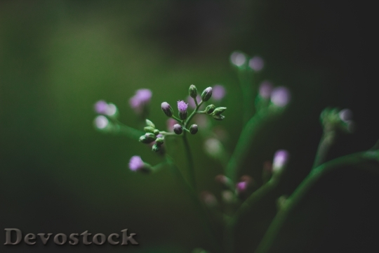 Devostock Garden Blur Flower 119186 4K