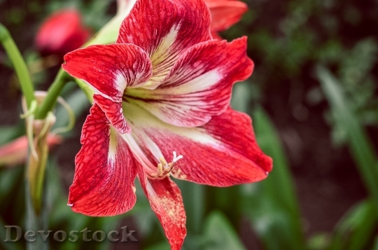 Devostock Garden Flower Bloom 6647 4K