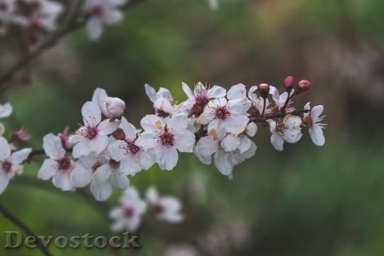 Devostock Garden Flower Cherry 101063 4K