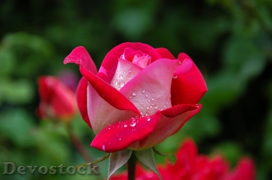 Devostock Garden Rose Red Pink 5666 4K.jpeg