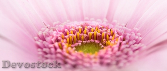 Devostock Gerbera Pano Flower Pink 3960 4K.jpeg