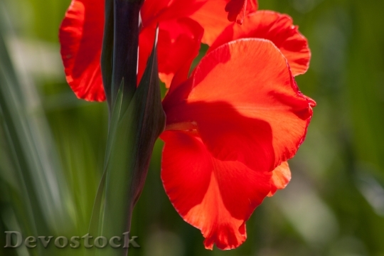 Devostock Gladiolus Sword Flower Iridaceae Red 6731 4K.jpeg