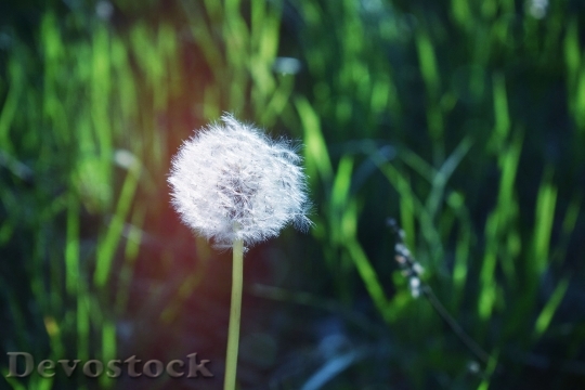 Devostock Grass Flower Macro 142859 4K