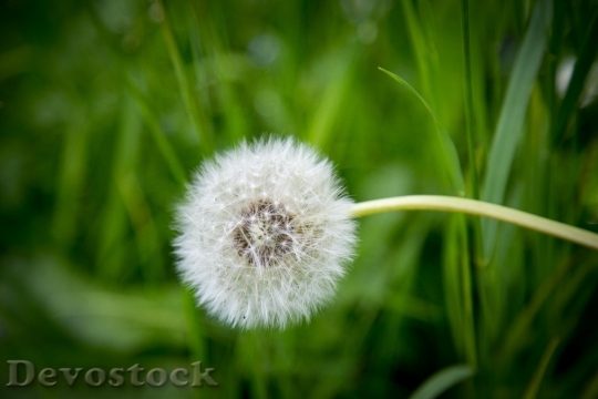 Devostock Grass Flower Macro 90213 4K